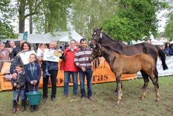 Remise-de-Prix-Foal-Mâle-Champion_lot-102-JOYEUX-MANS-Copier